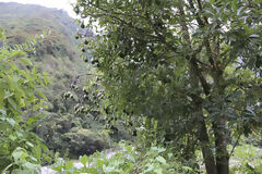 Avocado Plantation